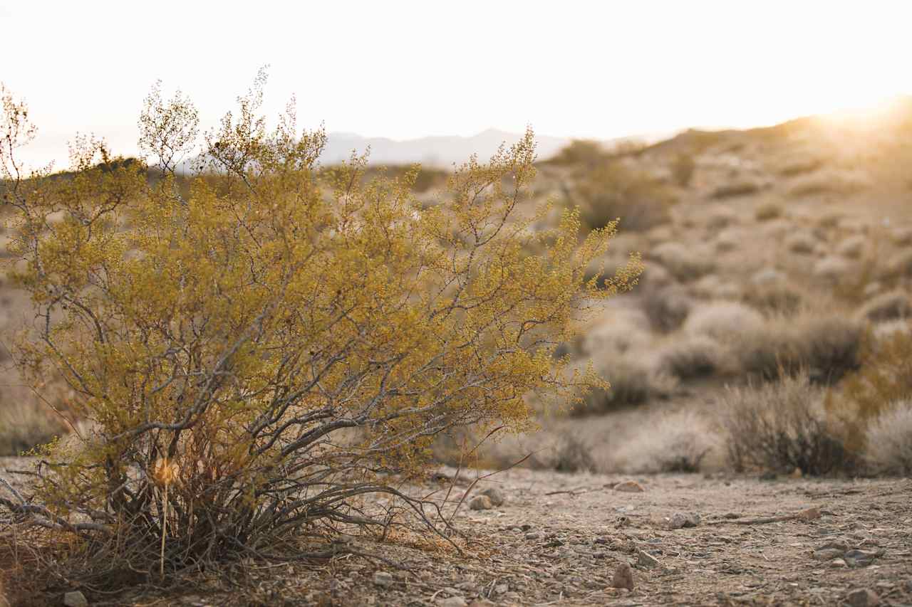 Livin' and lovin' those desert feels