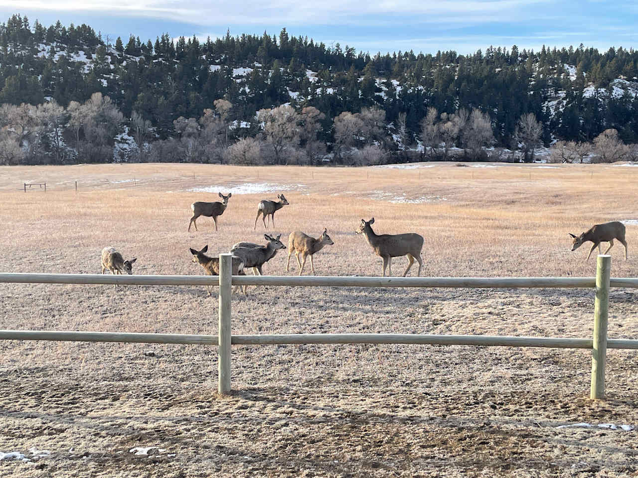 Come feed the deer.