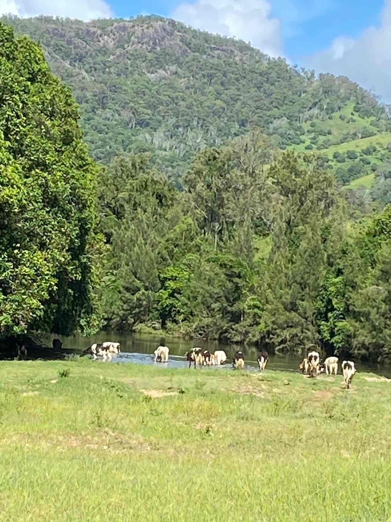 Our cows crossing at milking