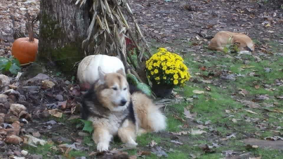 This is Griff, the campsite is named after him, Griffin Ridge