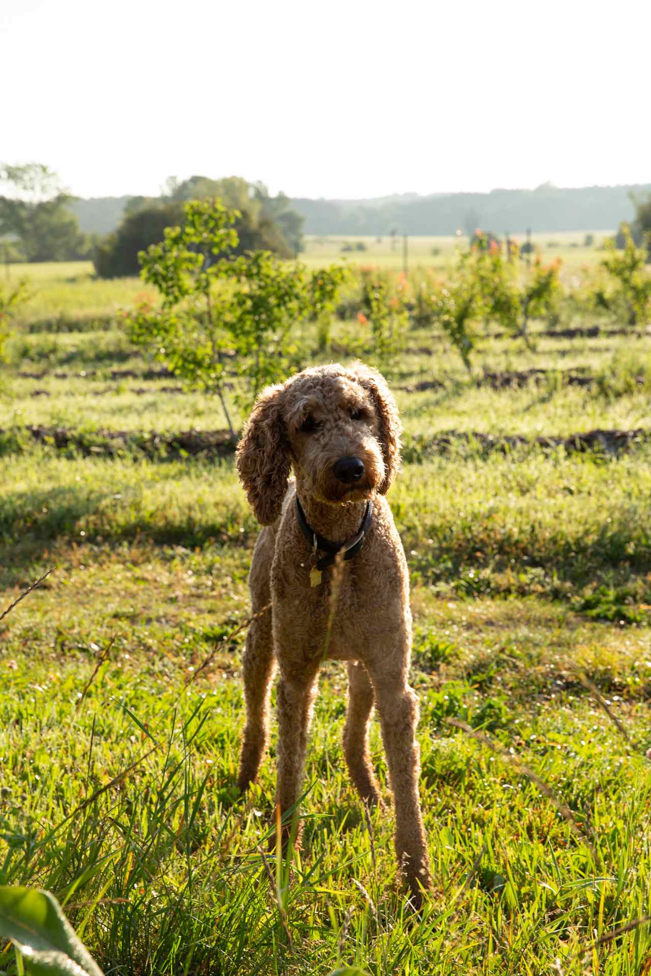 Stone Creek Farm