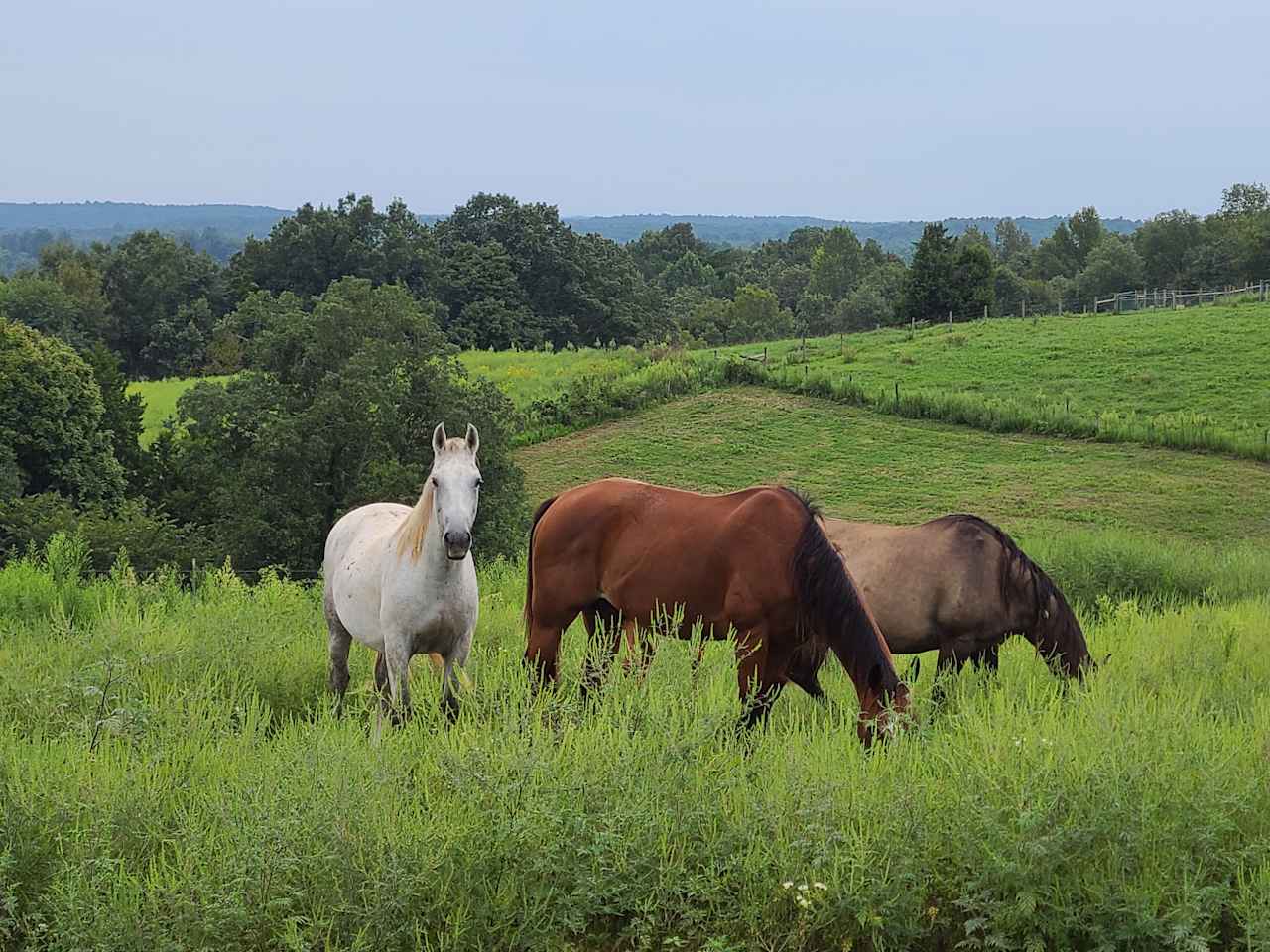 Dragonfly Ranch camping with horses