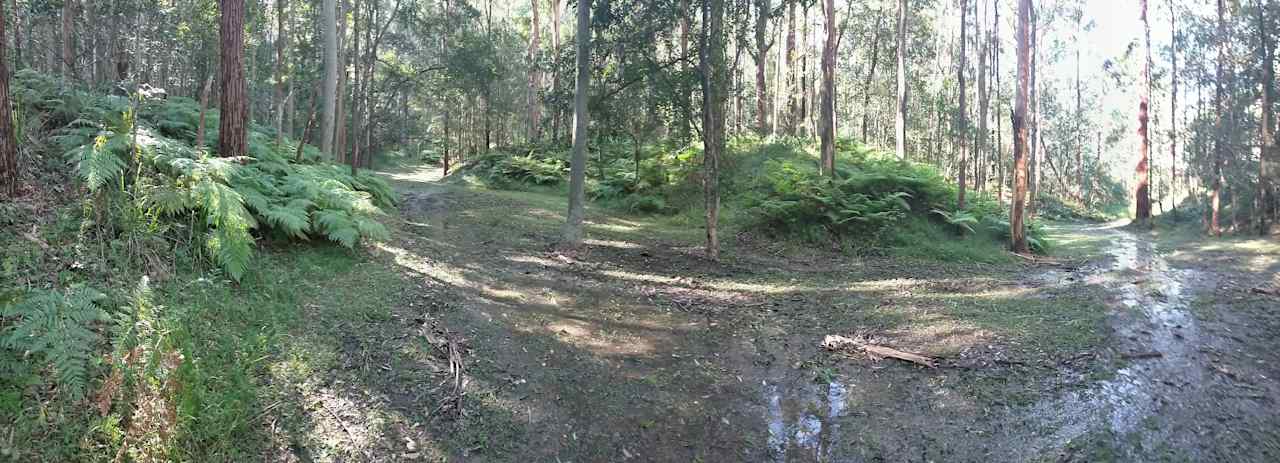 Fern Gully