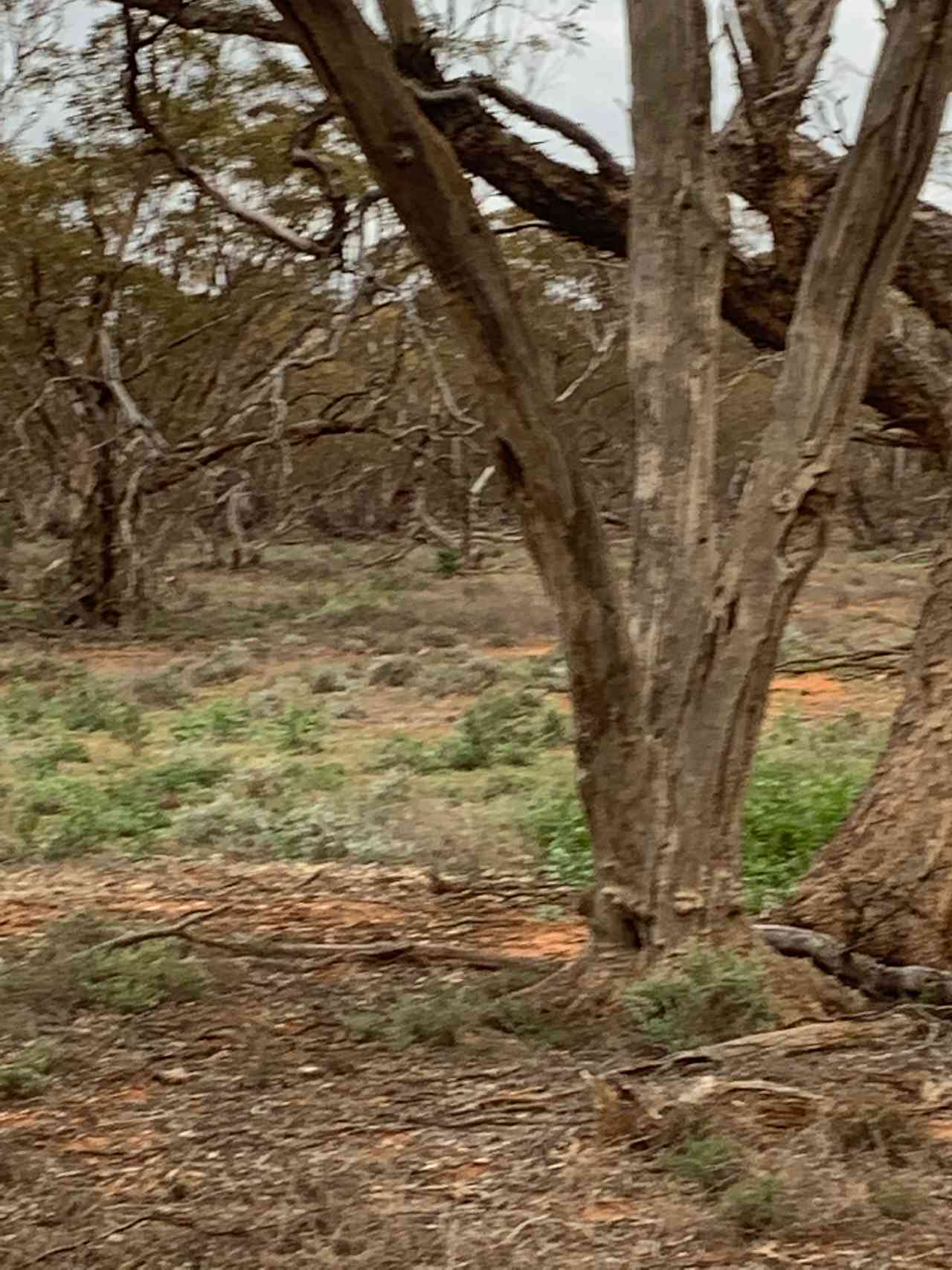 Beautiful mallee field