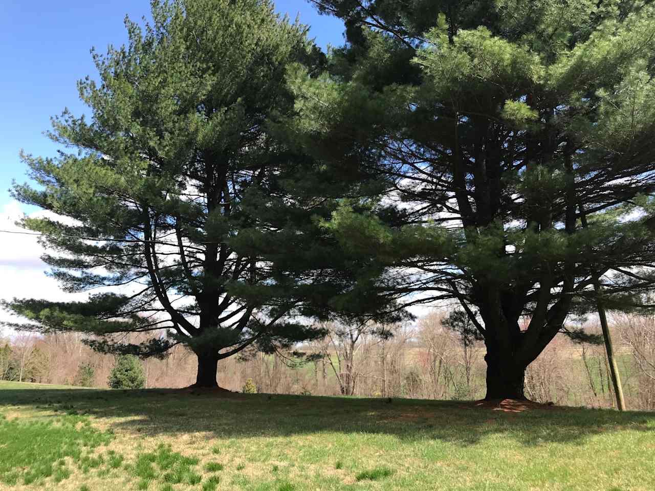 The huge pine trees provide ample shade for tent and RV campers.