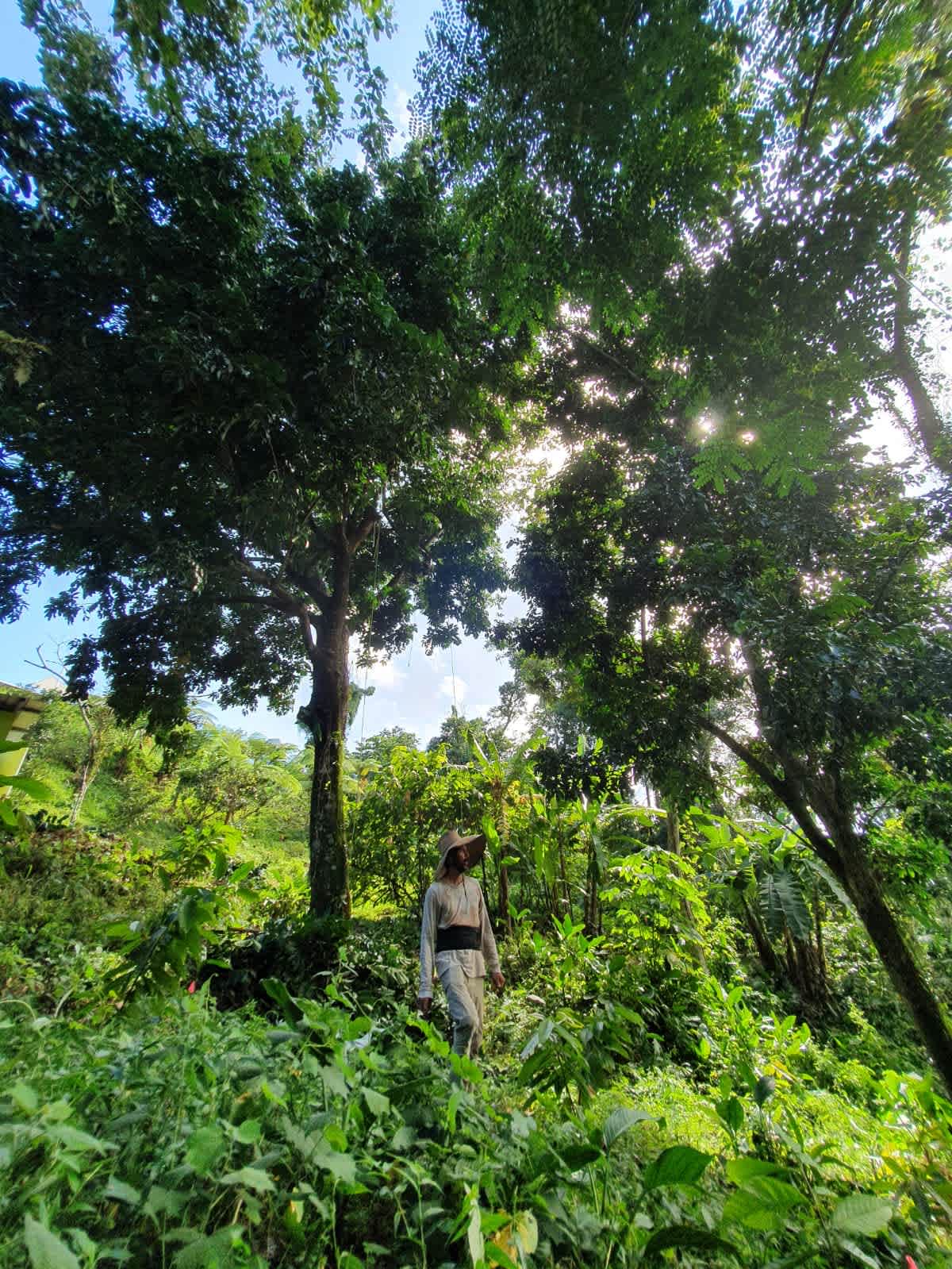 Cacao Agroforrestry Farm