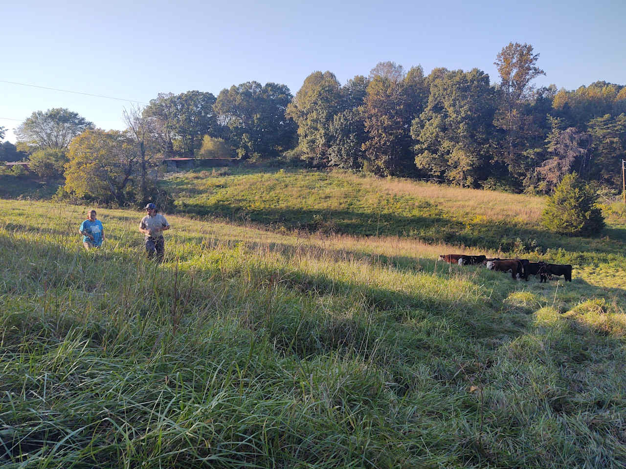 Lush fields that our livestock graze in to camp around.