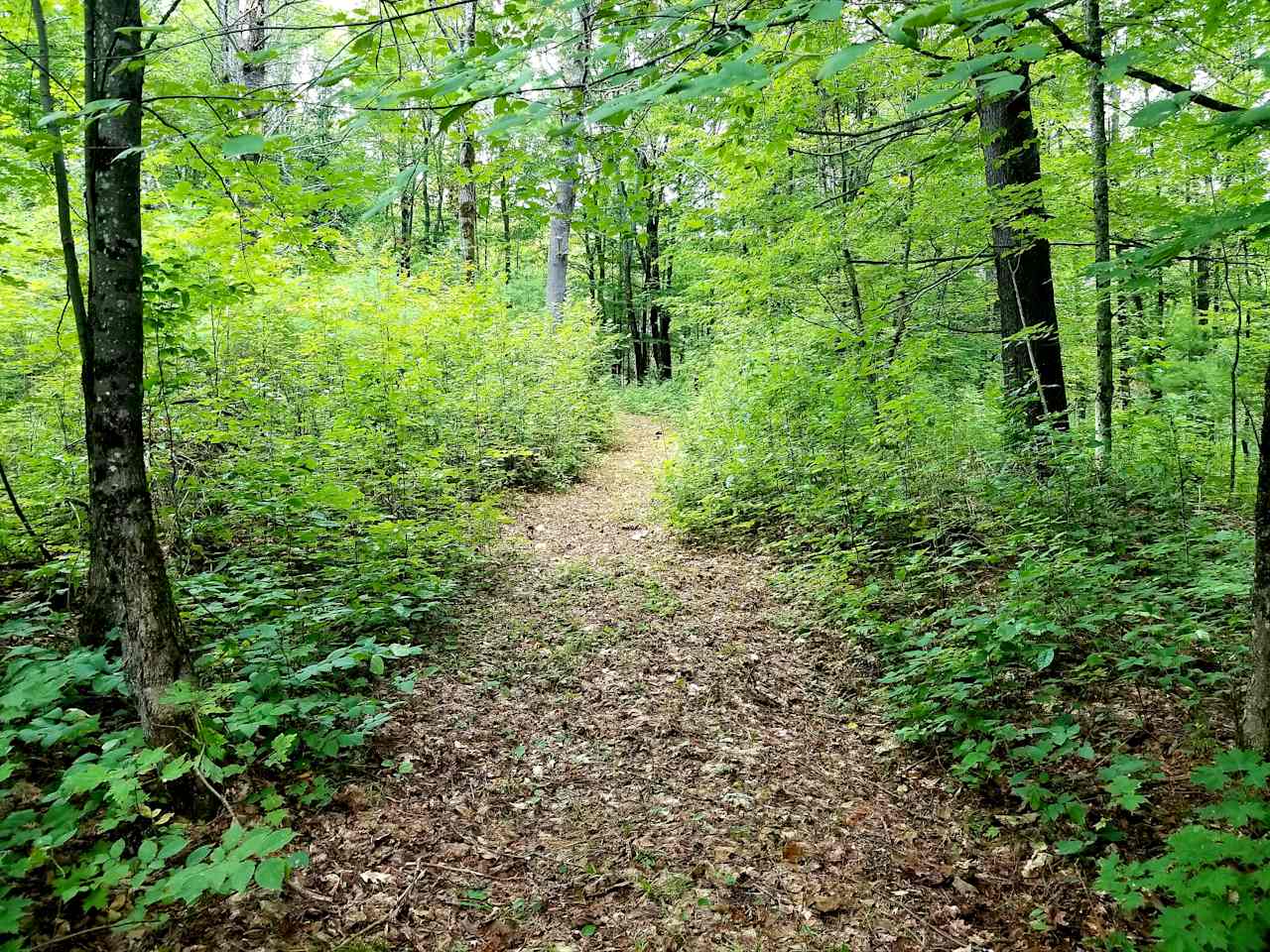 "The Ancient Wood" forest hiking path that winds up a hillside