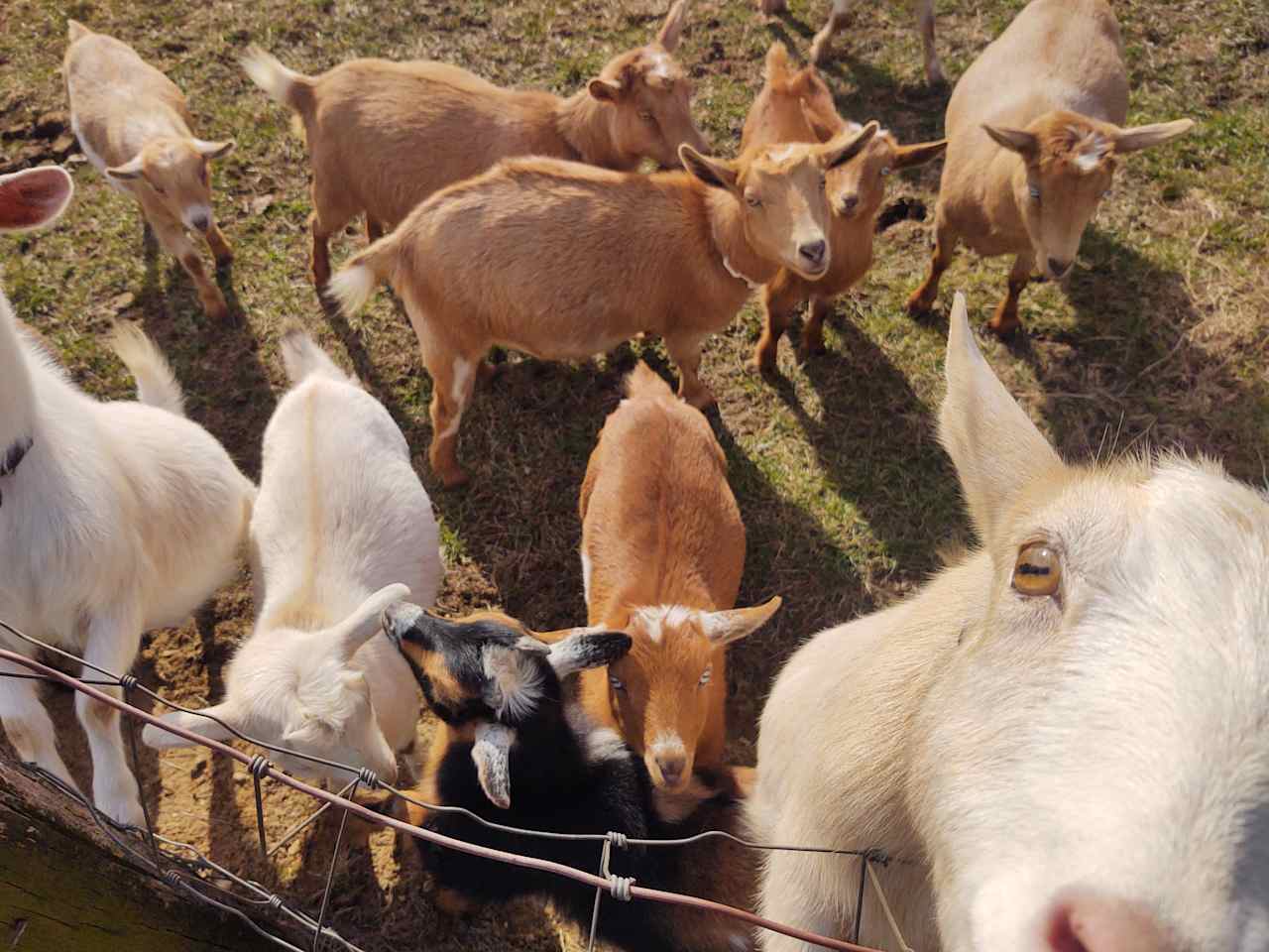 Nigerian Dwarf goats