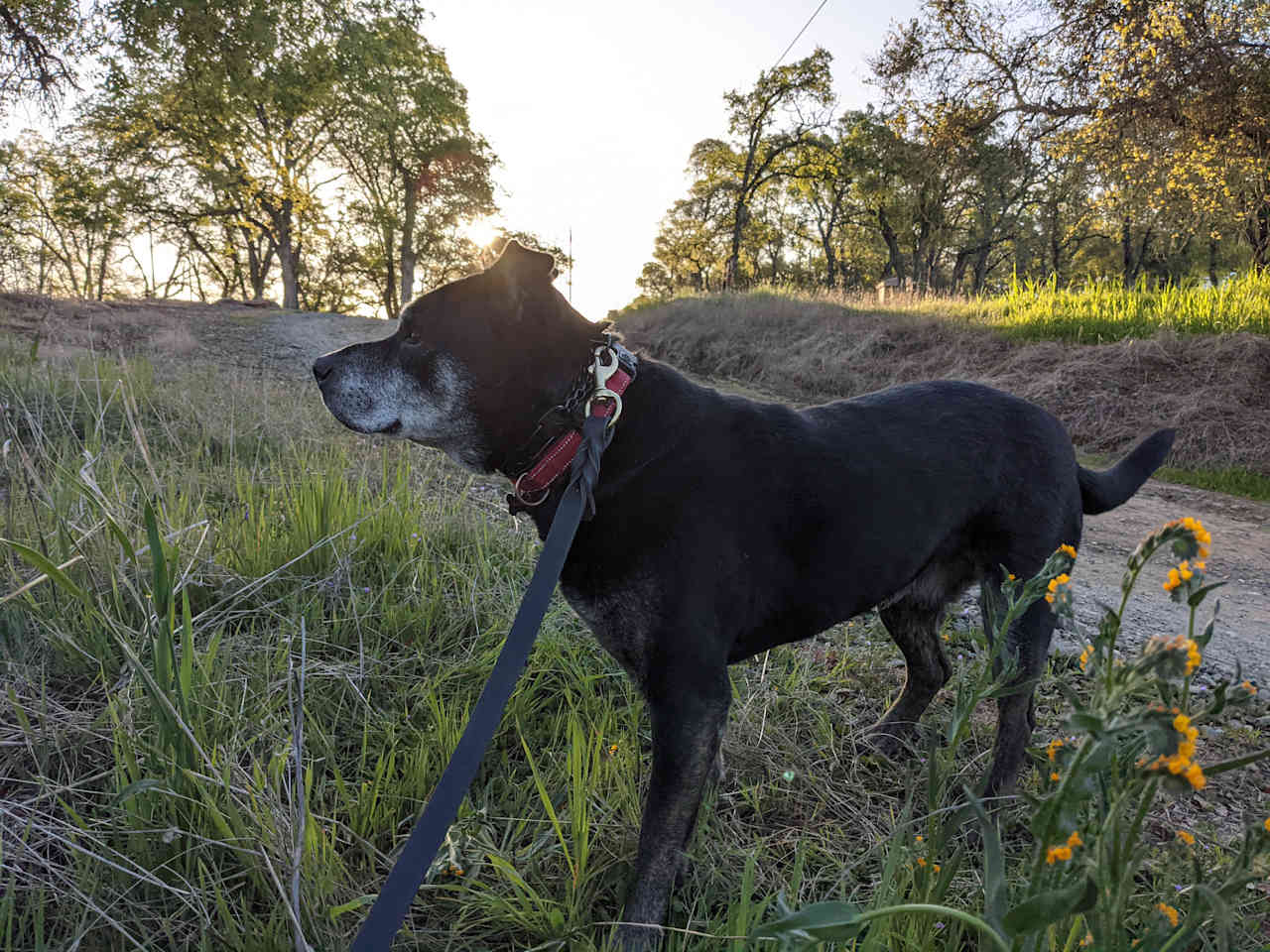 Tucker on a walk