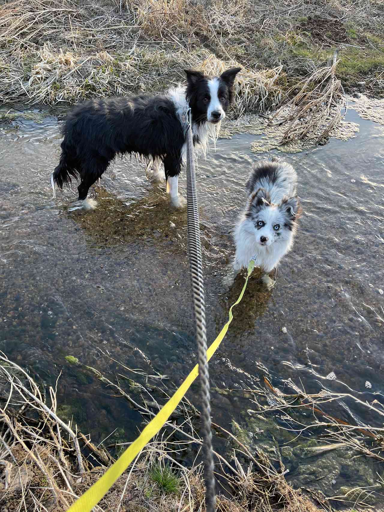 Dogs loved the creek