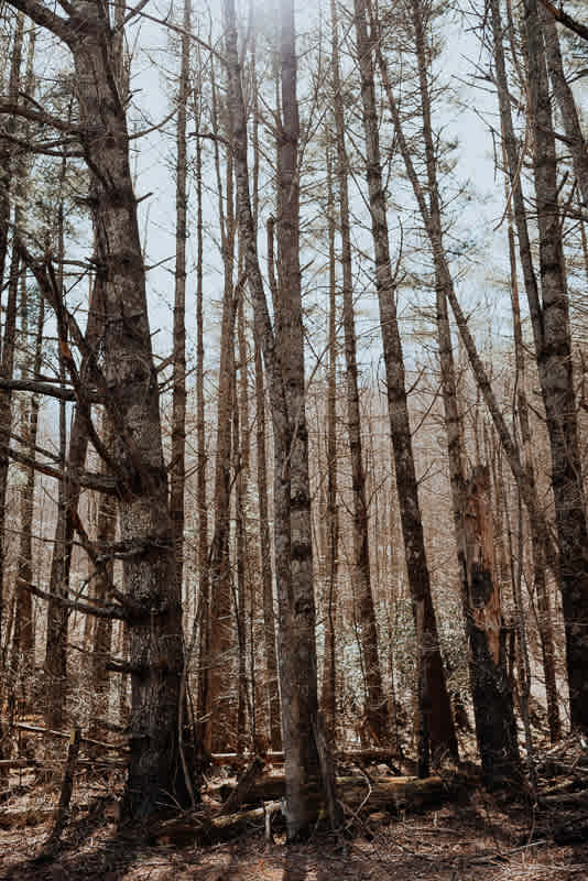 Tall pines surround the campsite.