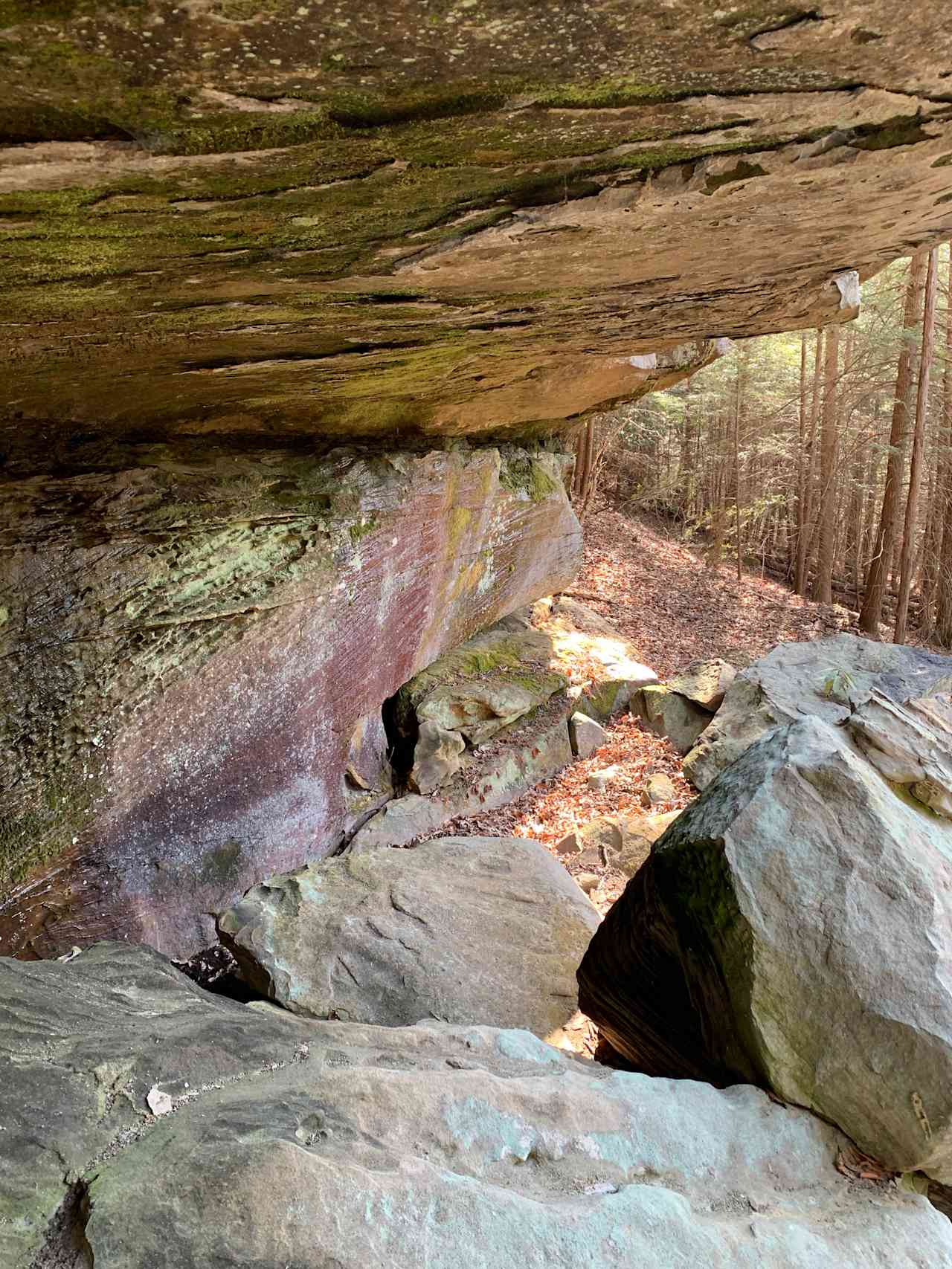 Hardwood forest