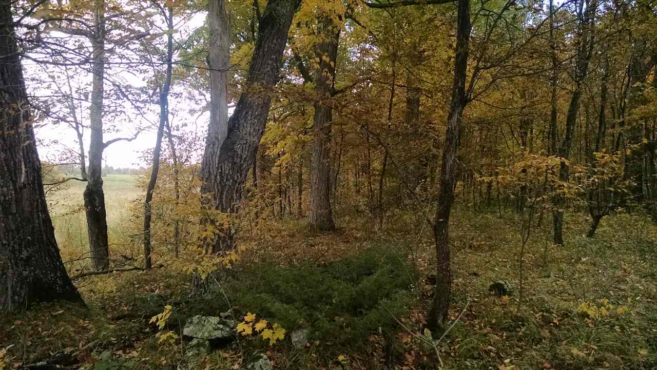 Old-Growth Maple Forest