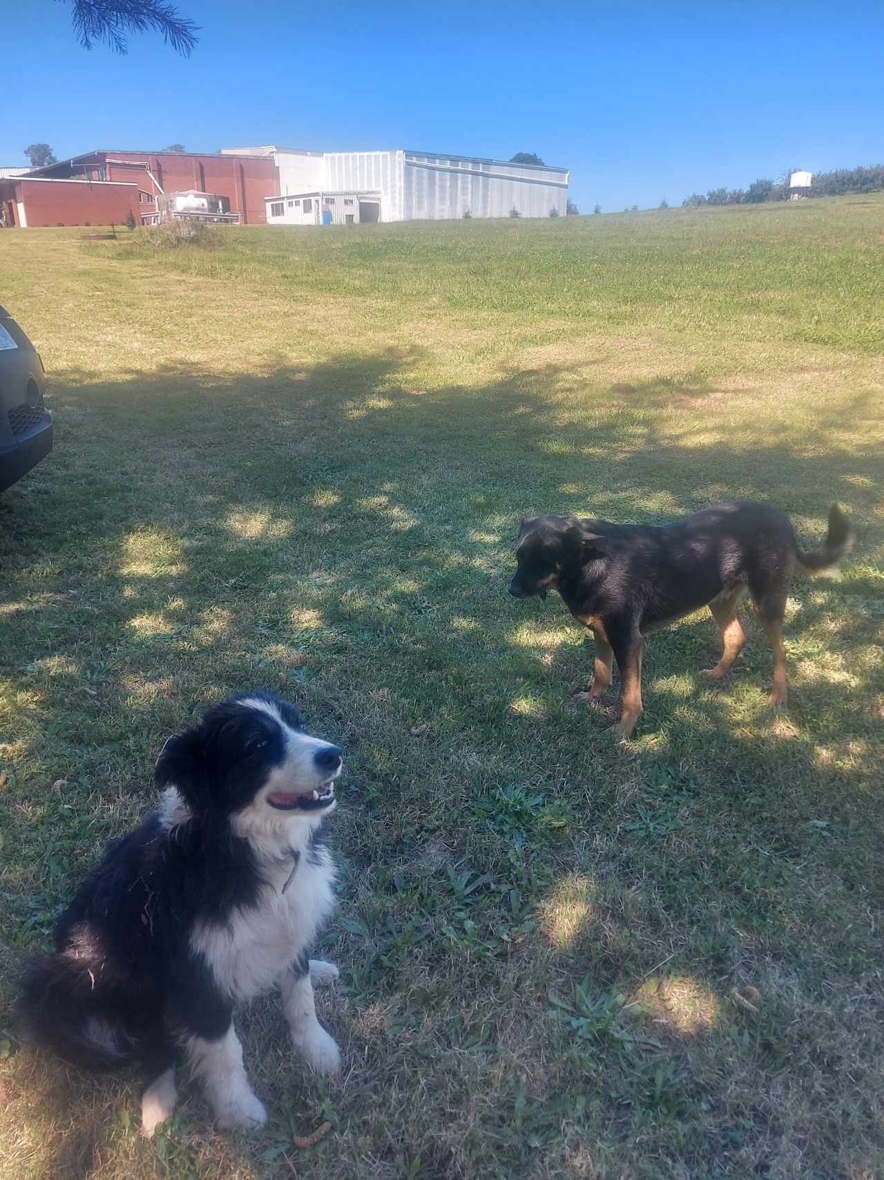 Archie (right), loves pets and belly rubs. Sally (left), loves playing fetch and eating your leftovers. 