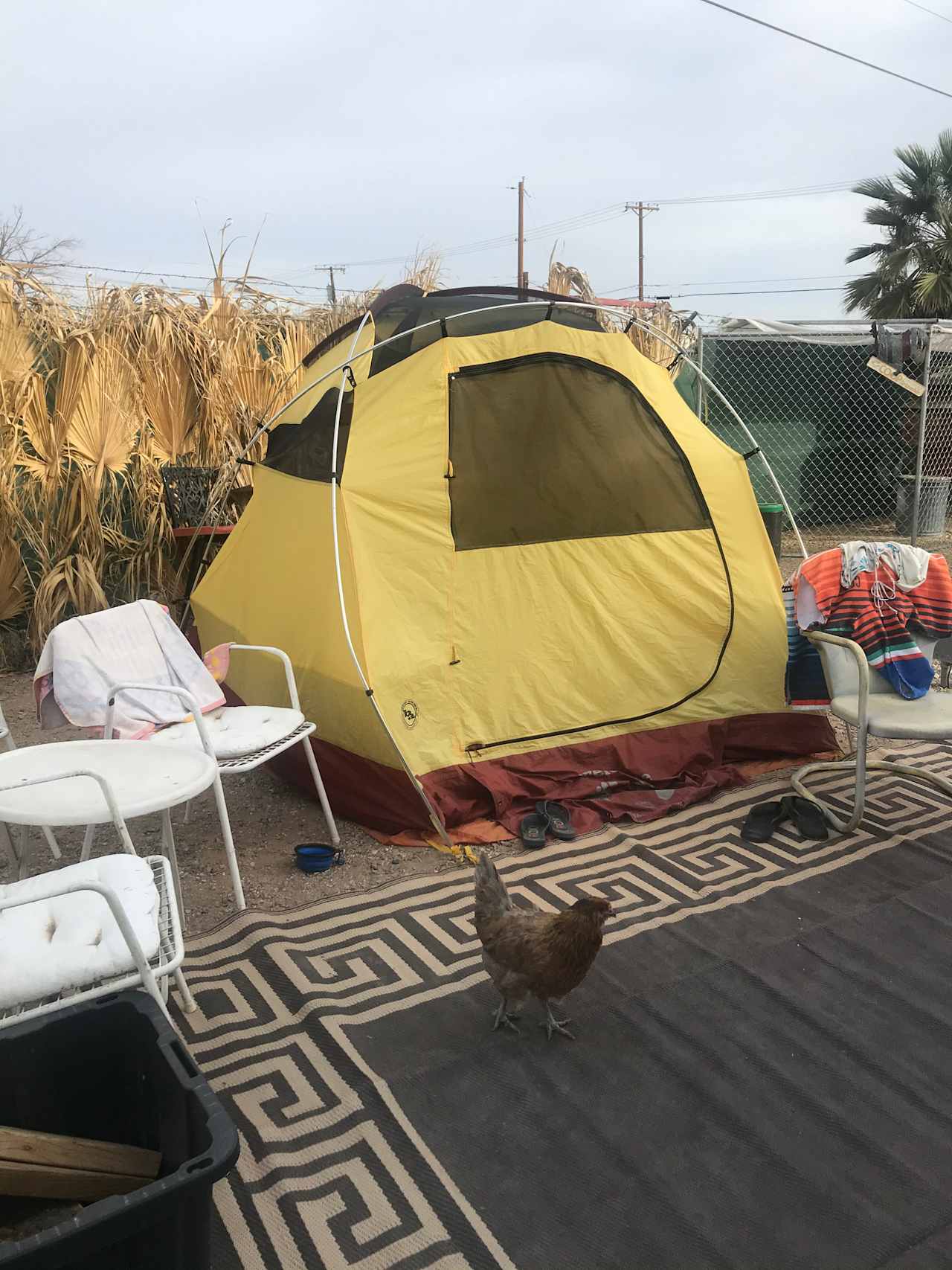 Chickens roaming around the campgrounds