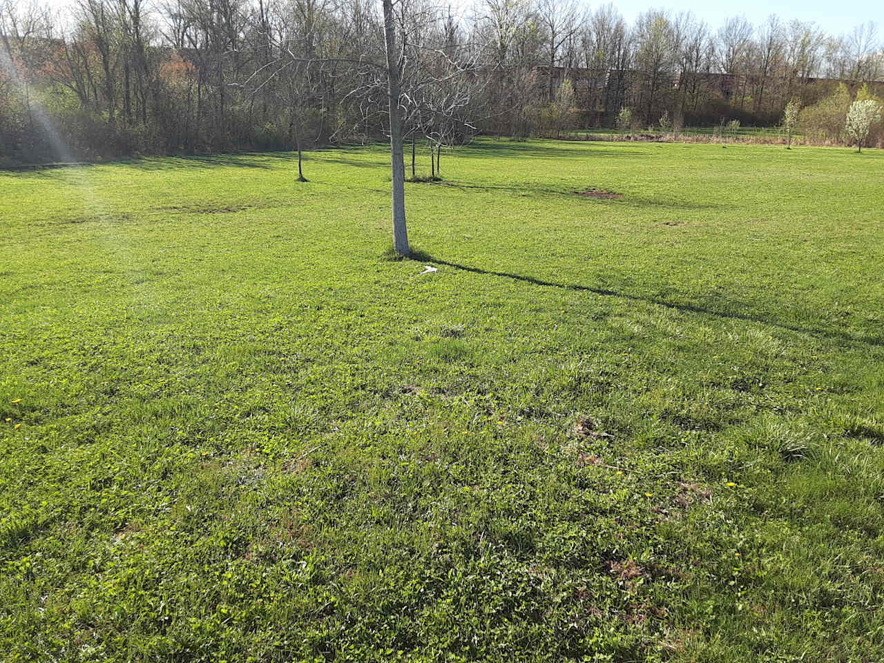 Meadow by the Pond