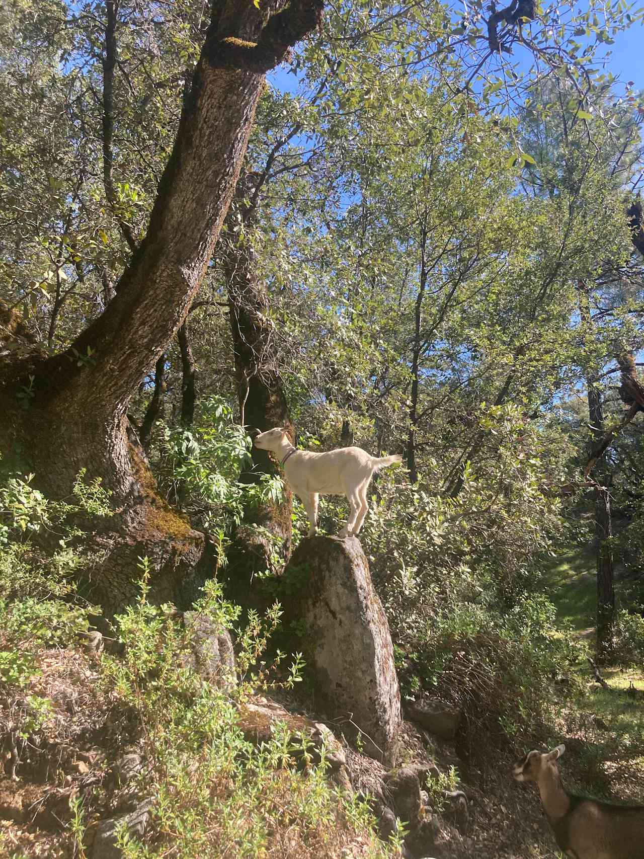 Sierra Mountain Tranquility