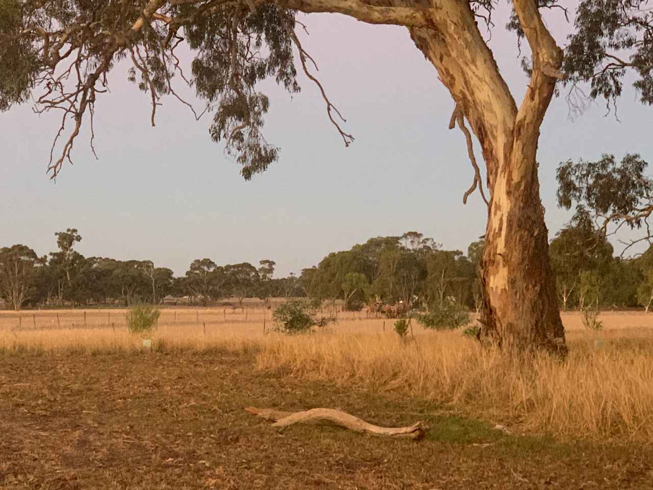 Bluegums Farm, Bordertown