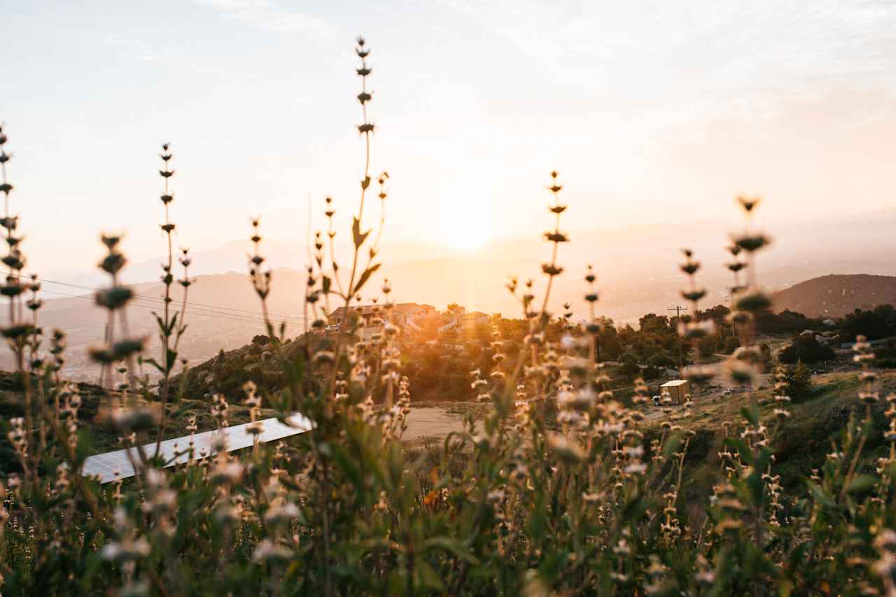 Wildflowers can be found everywhere 