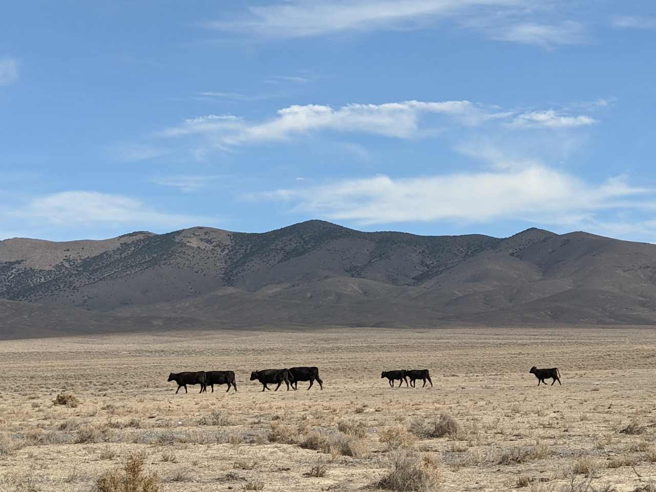 Rockin' N Ranch Buena Vista Valley