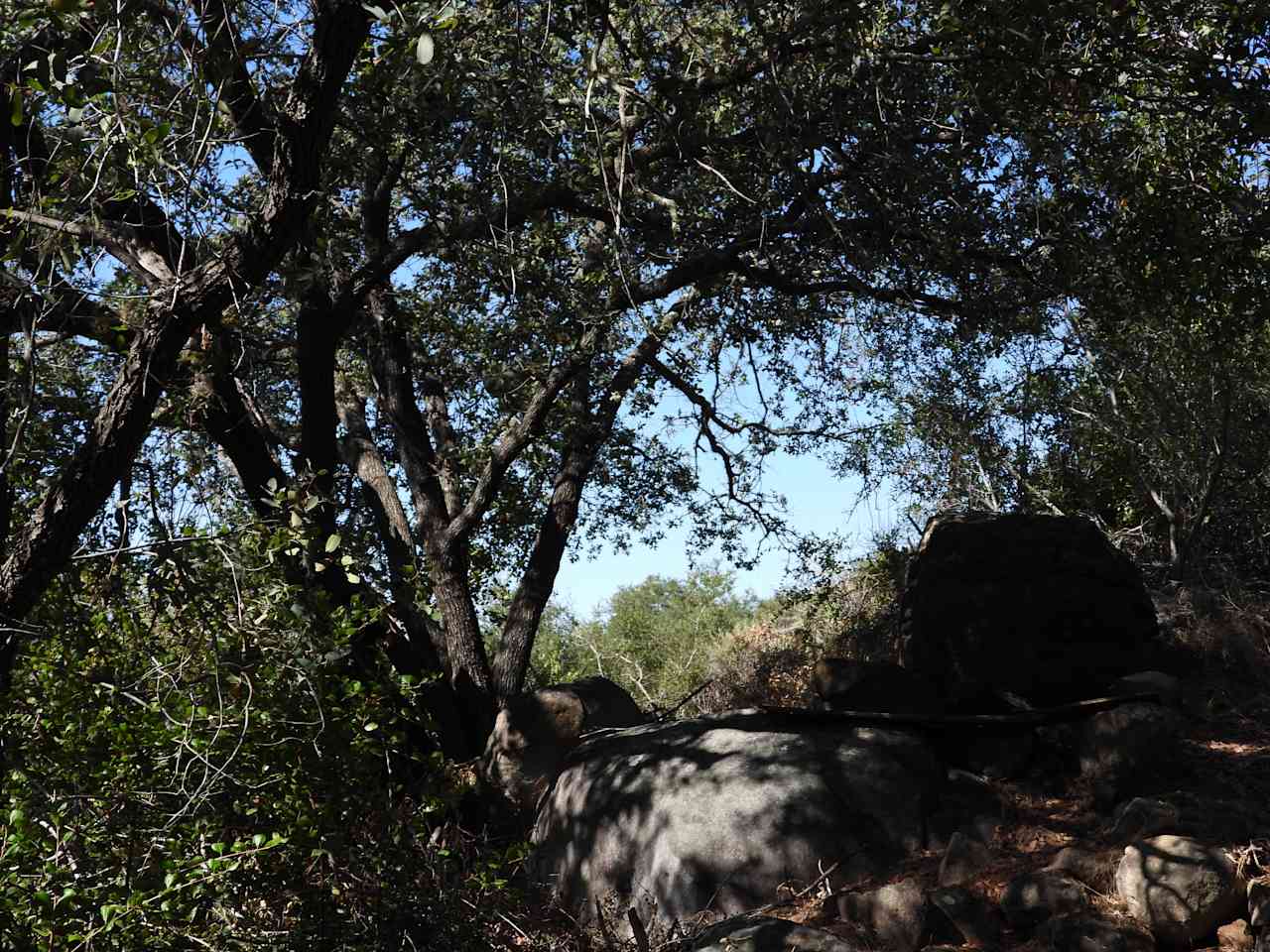 The Green Ravine & Trails in SoCal