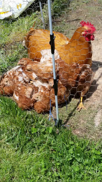 Chickens are just one of the animals you will find here on our hobby farm.  We are always wanting to give a tour.  Just ask us.