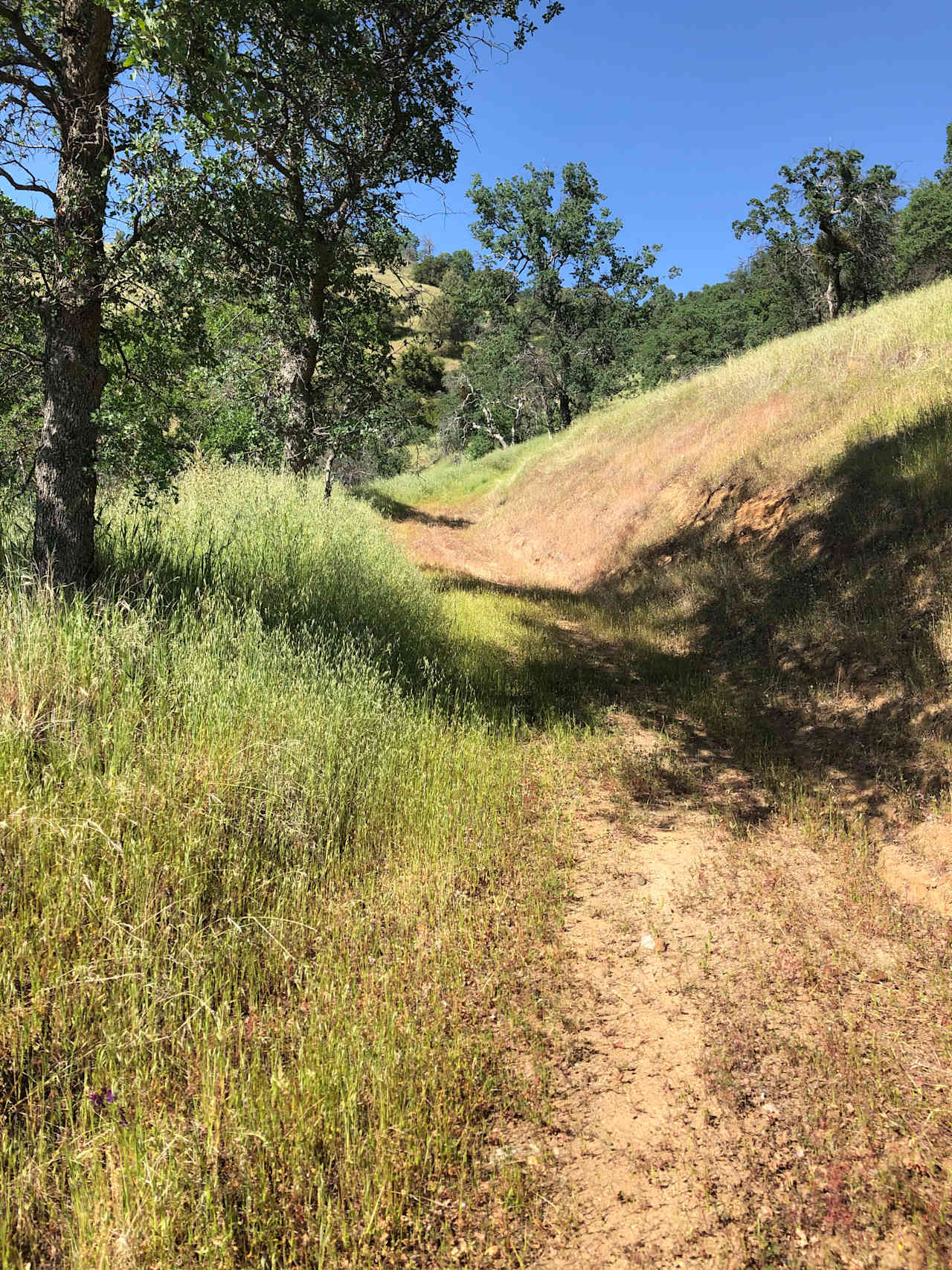 Ace's Yosemite Hide Out