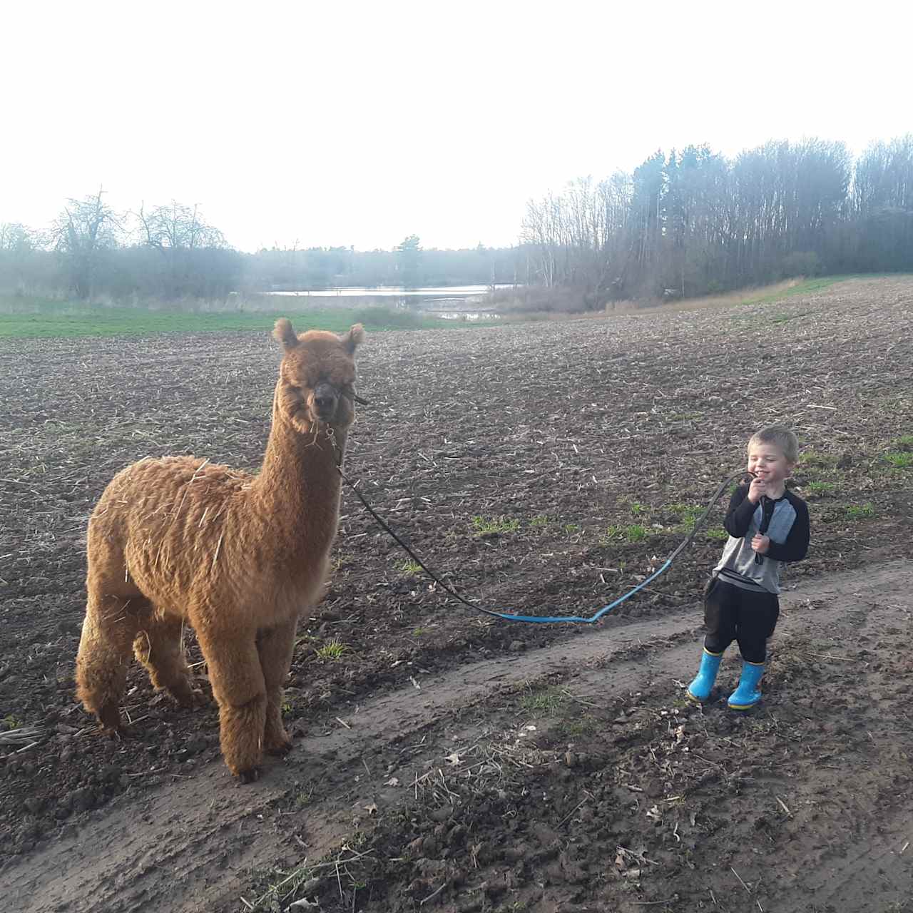 Take our alpacas on a walk 