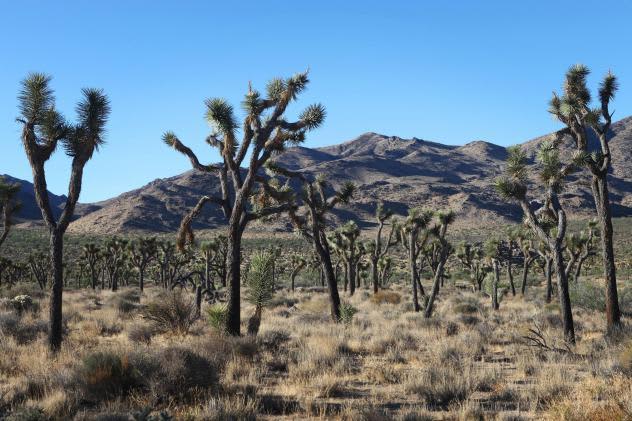 Great views of Joshua Trees.