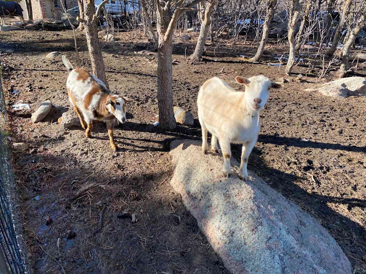 Standiford Goat and Equine Ranch