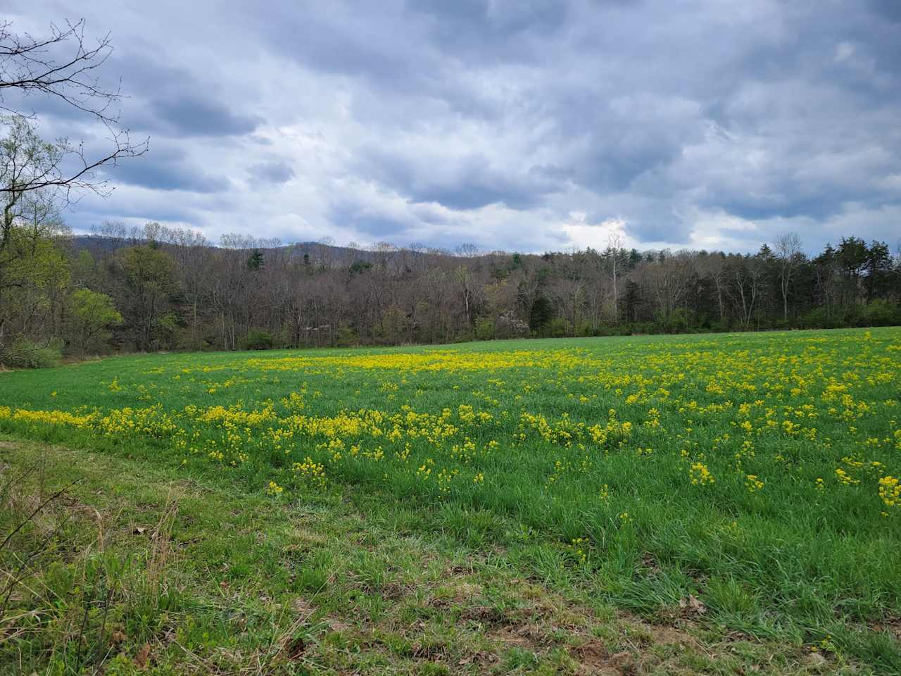 Field bordering campsite