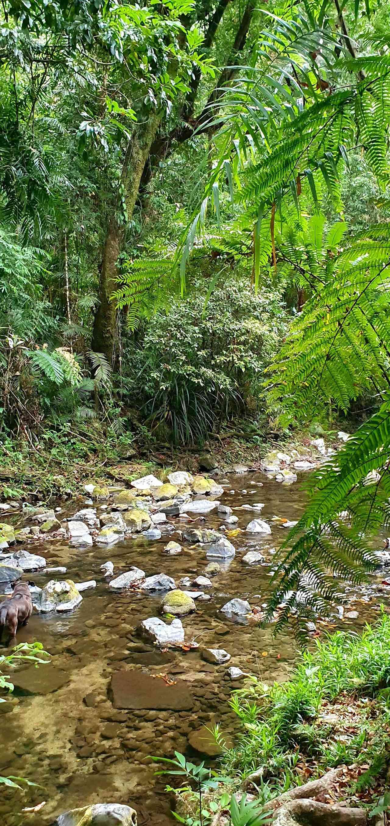 Fnq blooms