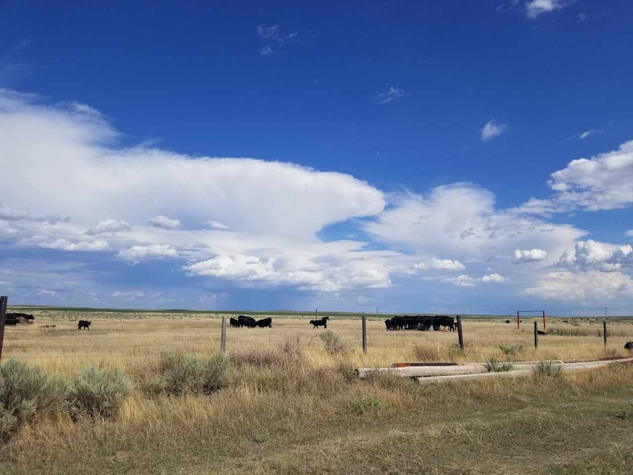 Open pasture sandhills