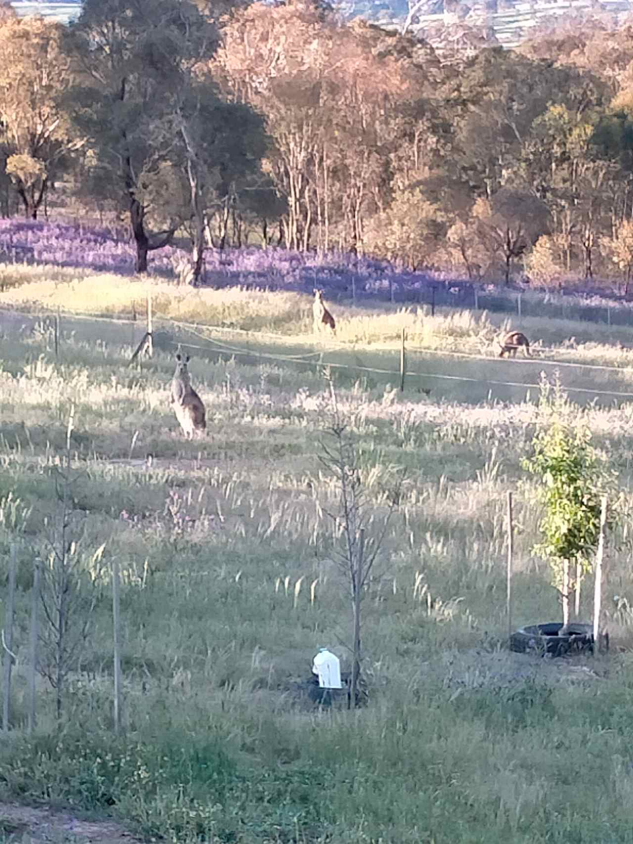 Eastern Grey Kangaroo.