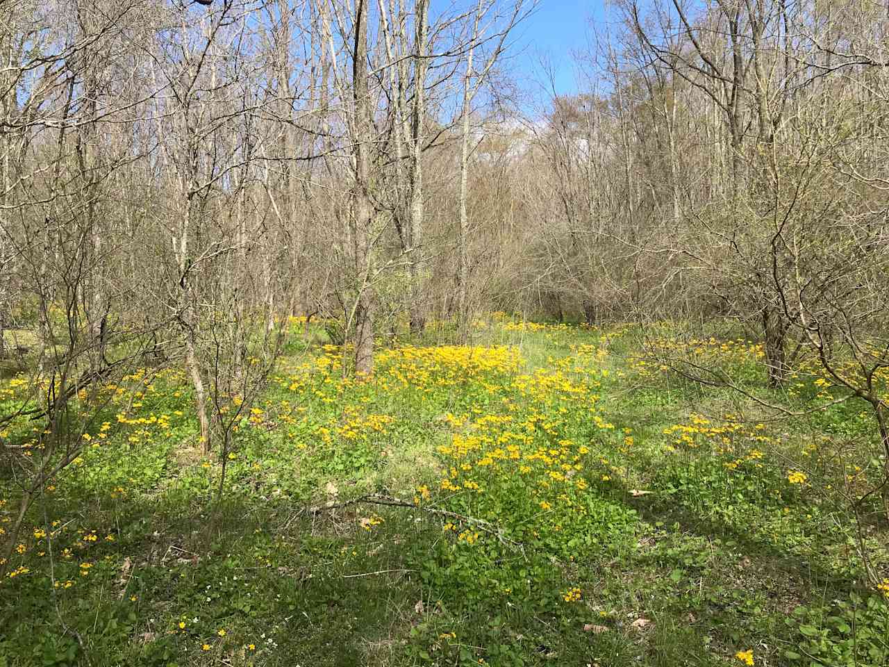 Former pasture above the pond that is returning to forest, now arrayed in spring wildflowers.