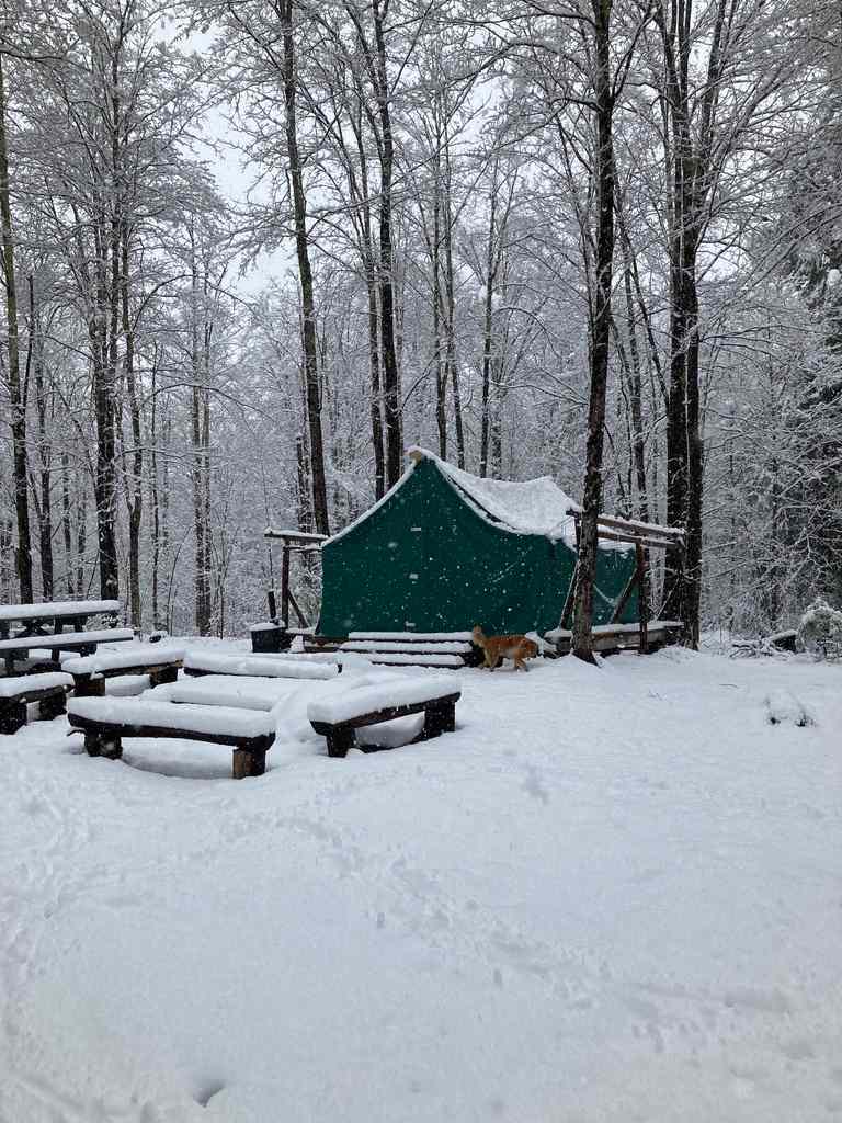 Canvas platform tent in the woods