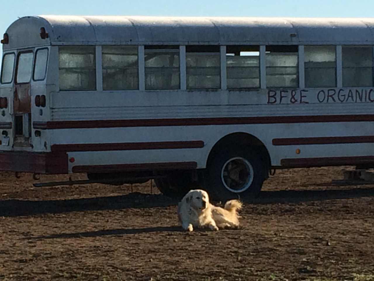 JT guarding the chicken bus