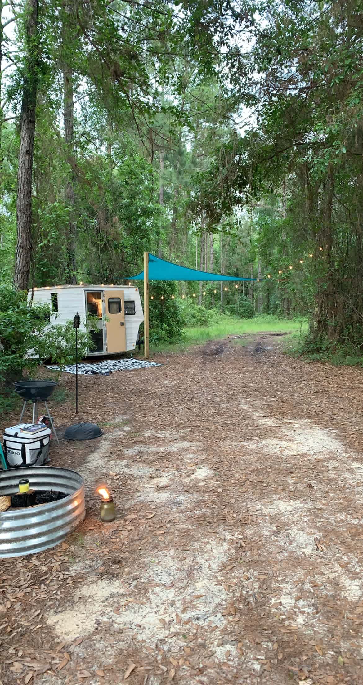 Serene Forested Blueberry Farm