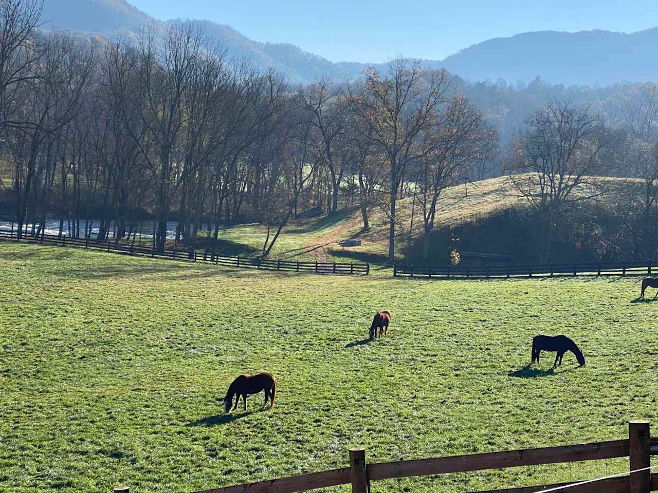 Smoky Mtn Mangalitsa River Ranch