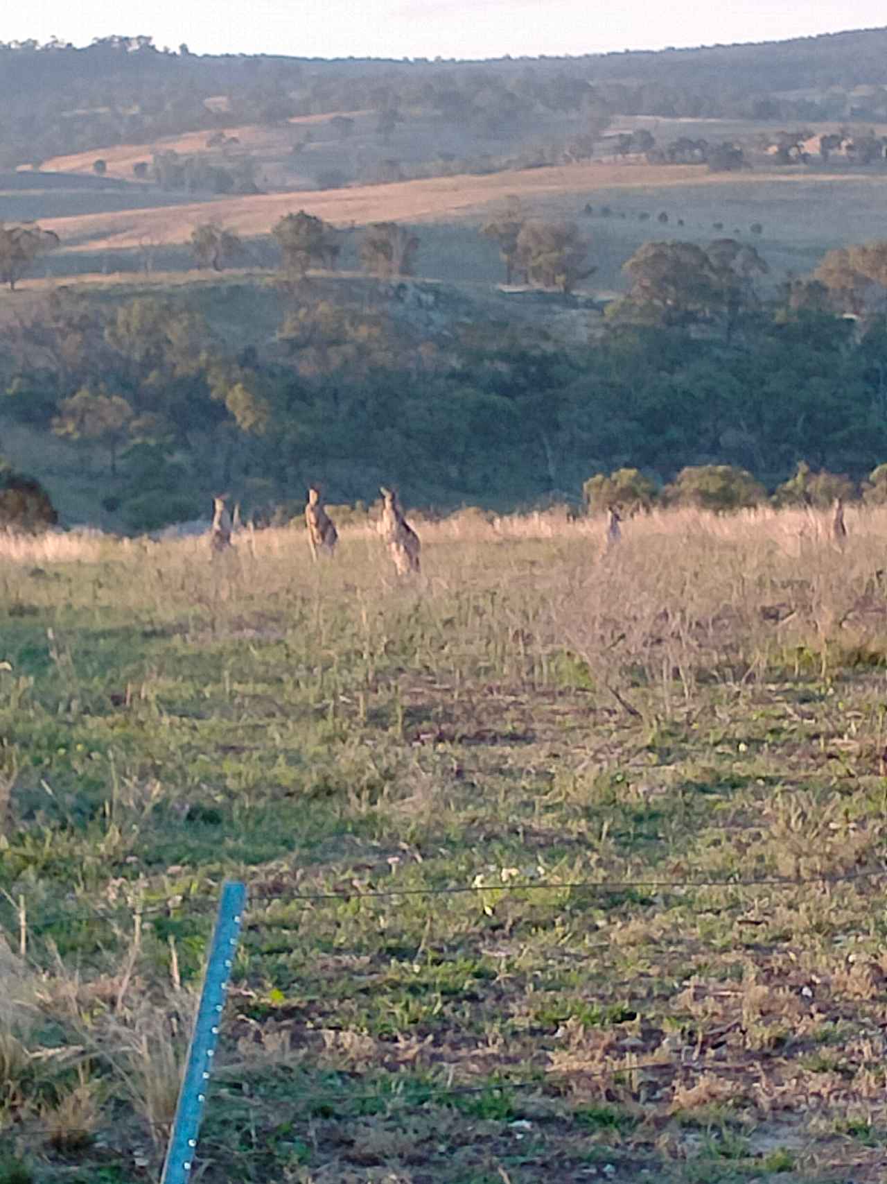 Burranuk Farm, Bathurst, NSW.