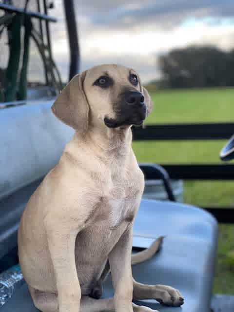 "Bo" Cow dog in training