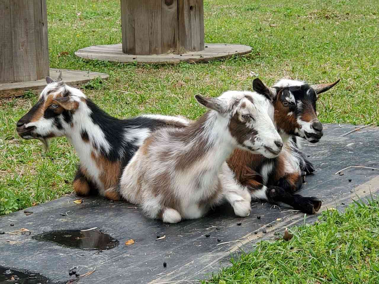 Sunset Hill Farm