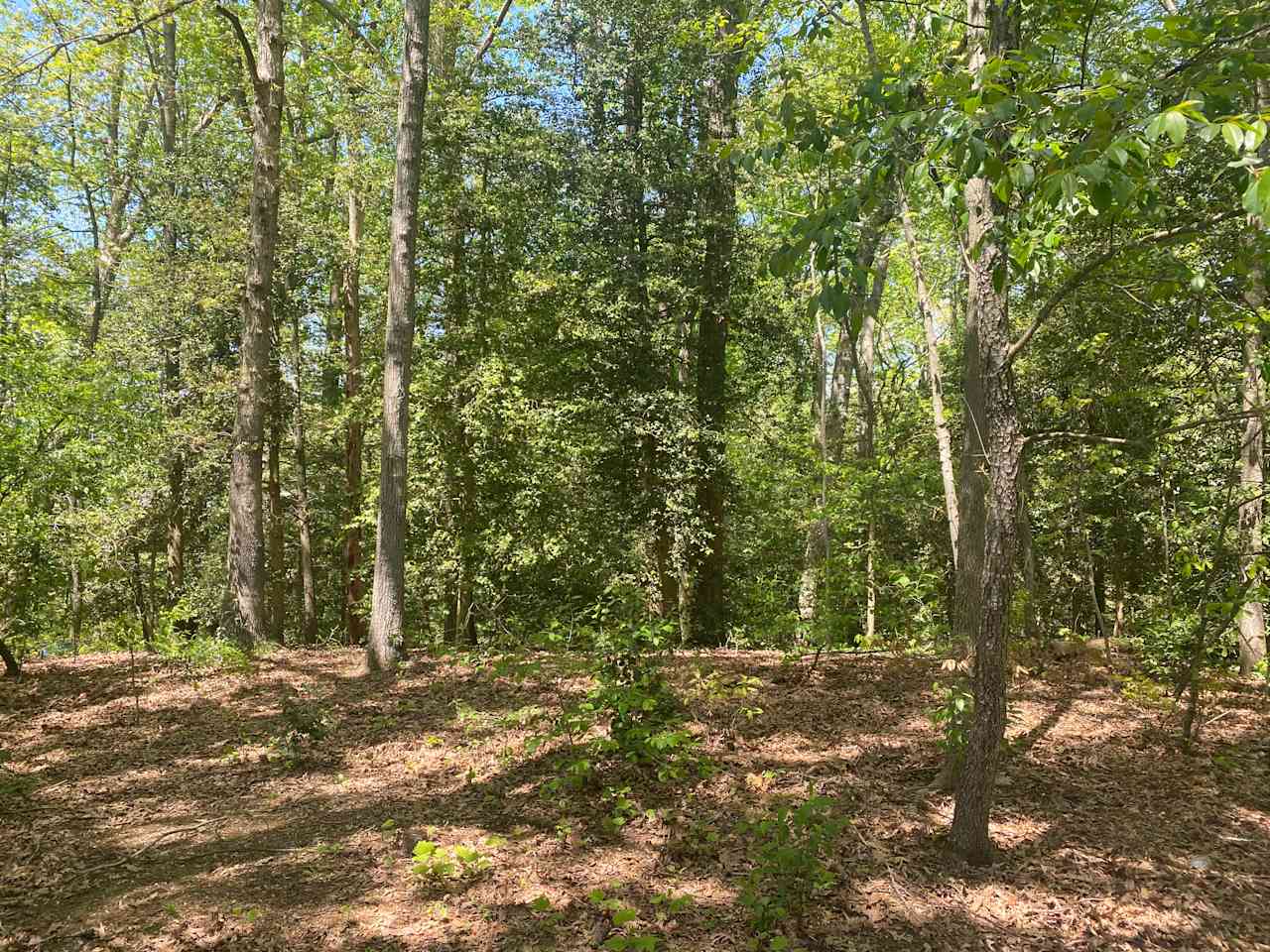 Farm field or Forest Bathing