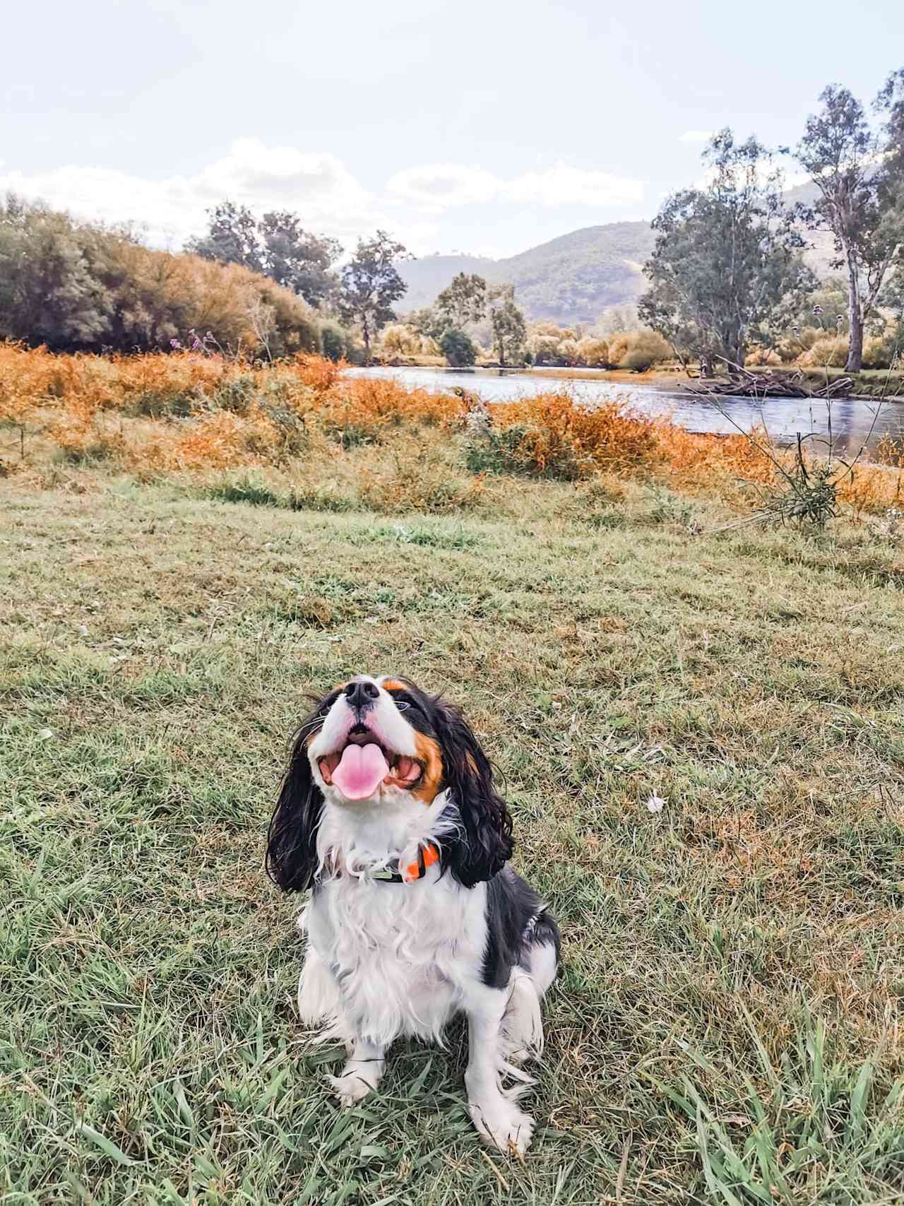 My dog enjoying the beautiful view at the campsite. 