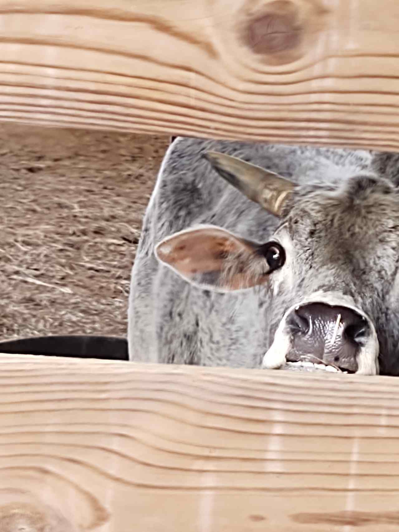 Romeo, a Zebu steer who loves walks on the dirt road