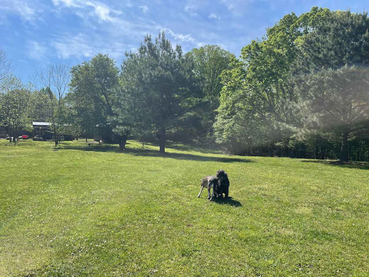 Sacred Dog Ranch