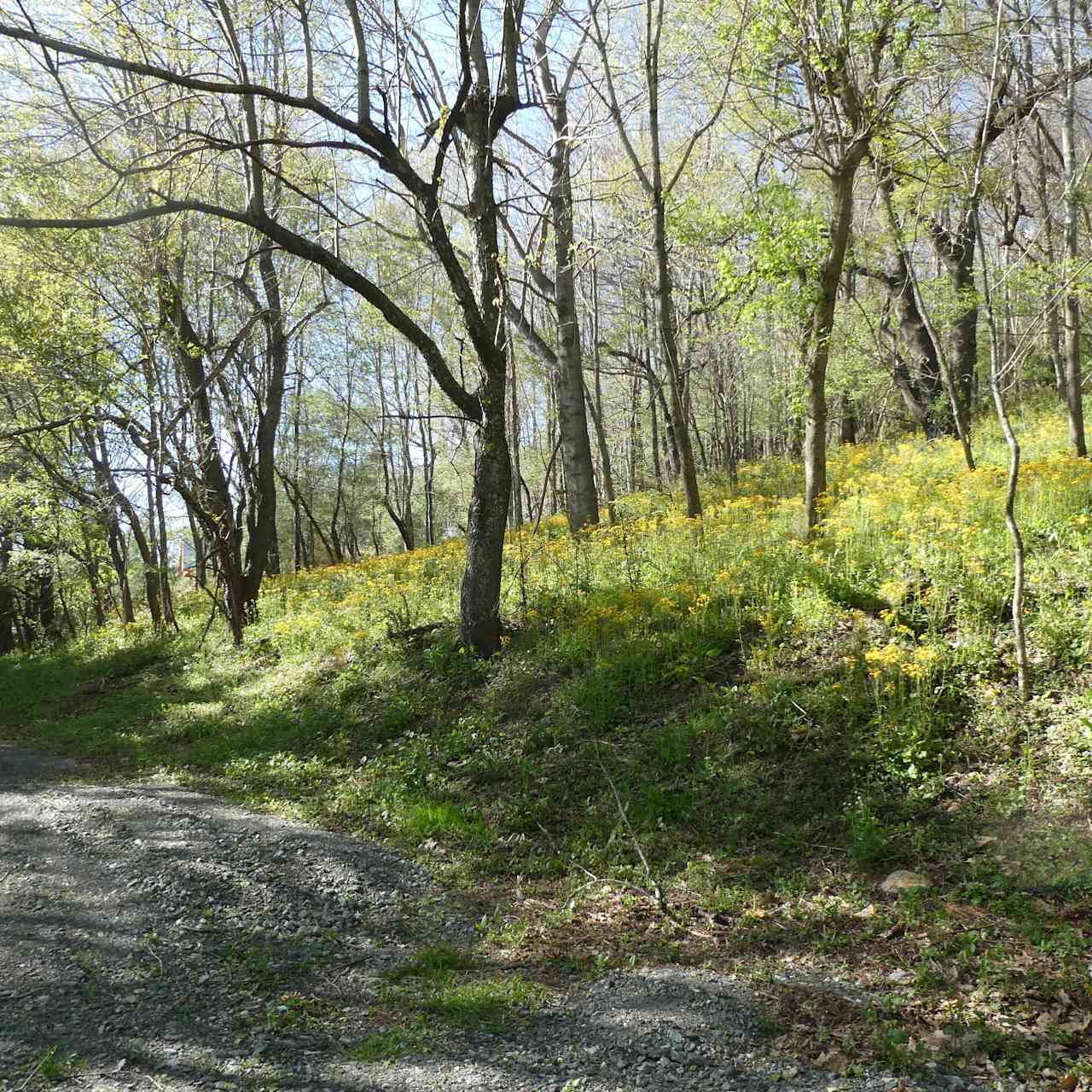 Driveway and Property