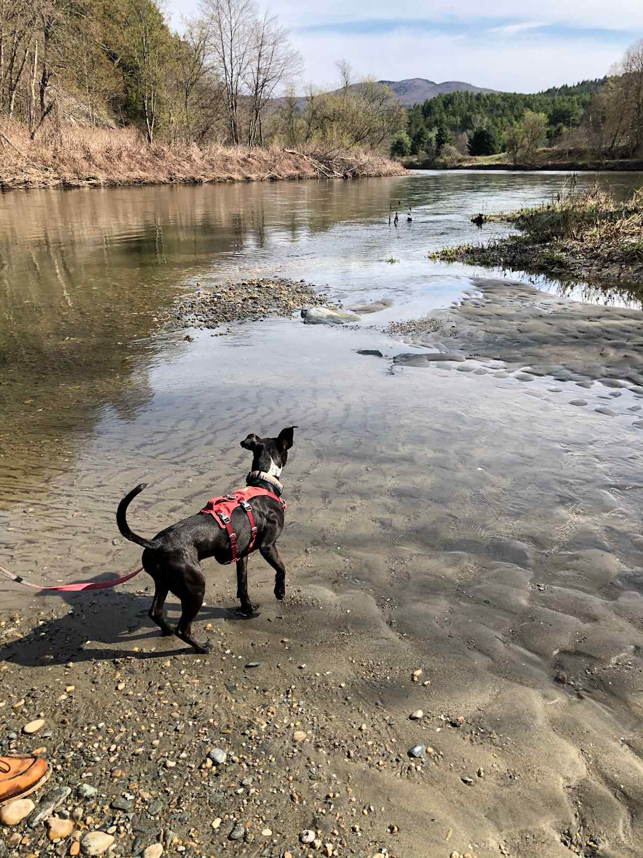 My puppy loved the water!