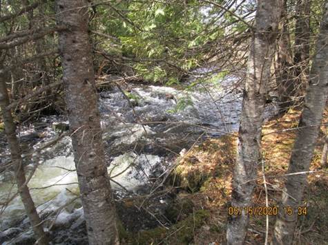 Flowing Water, Private, Forest